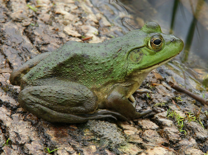 Bullfrog